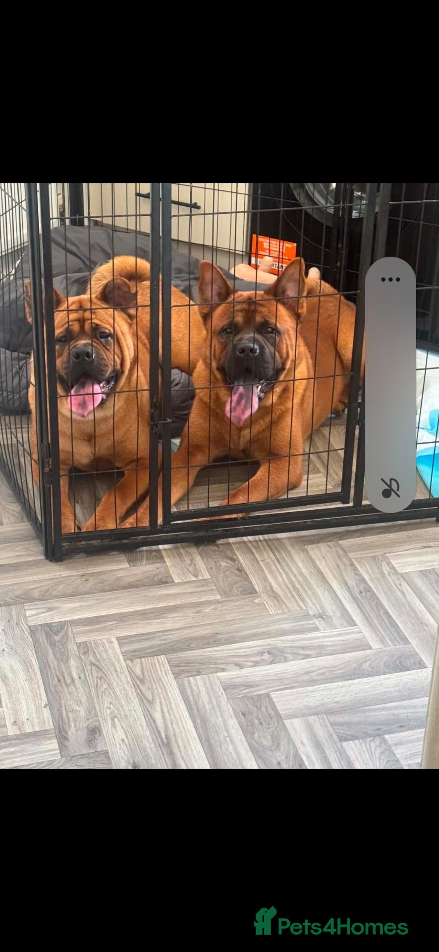 Mixed Breed dogs X2 male brothers  - Advert 1