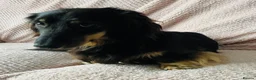 Miniature Dachshund dogs for sale: 3 year old black & cream mini long hair dachshund - Advert 6