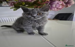 British Shorthair cats for sale: GCCF REGISTERED ACTIVE British Shorthair Female - Image 6