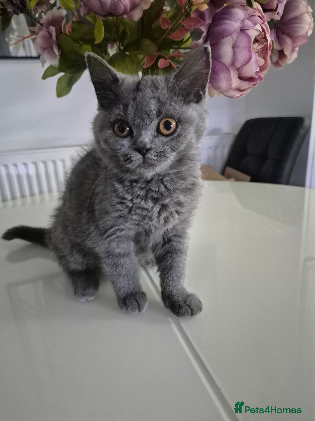 British Shorthair cats for sale: GCCF REGISTERED ACTIVE British Shorthair Female - Image 6