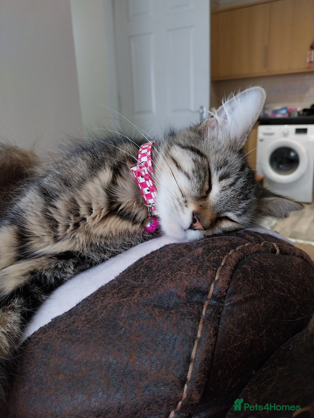 Persian cats for sale: Tabby persain long hair cat - Image 7