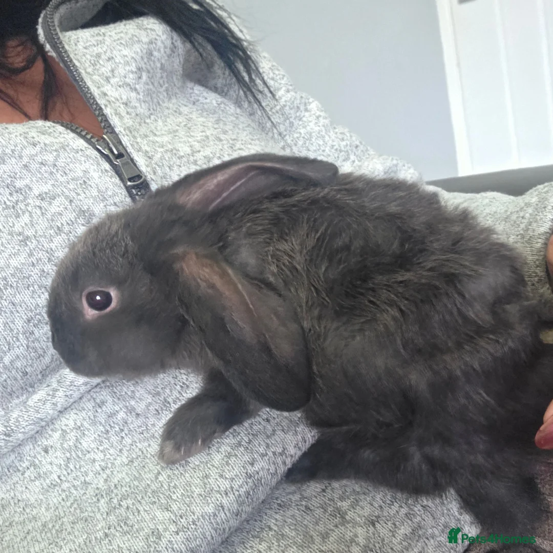 Mini Lop rabbits for sale: 2 x male rabbits 6 weeks old - Advert 1
