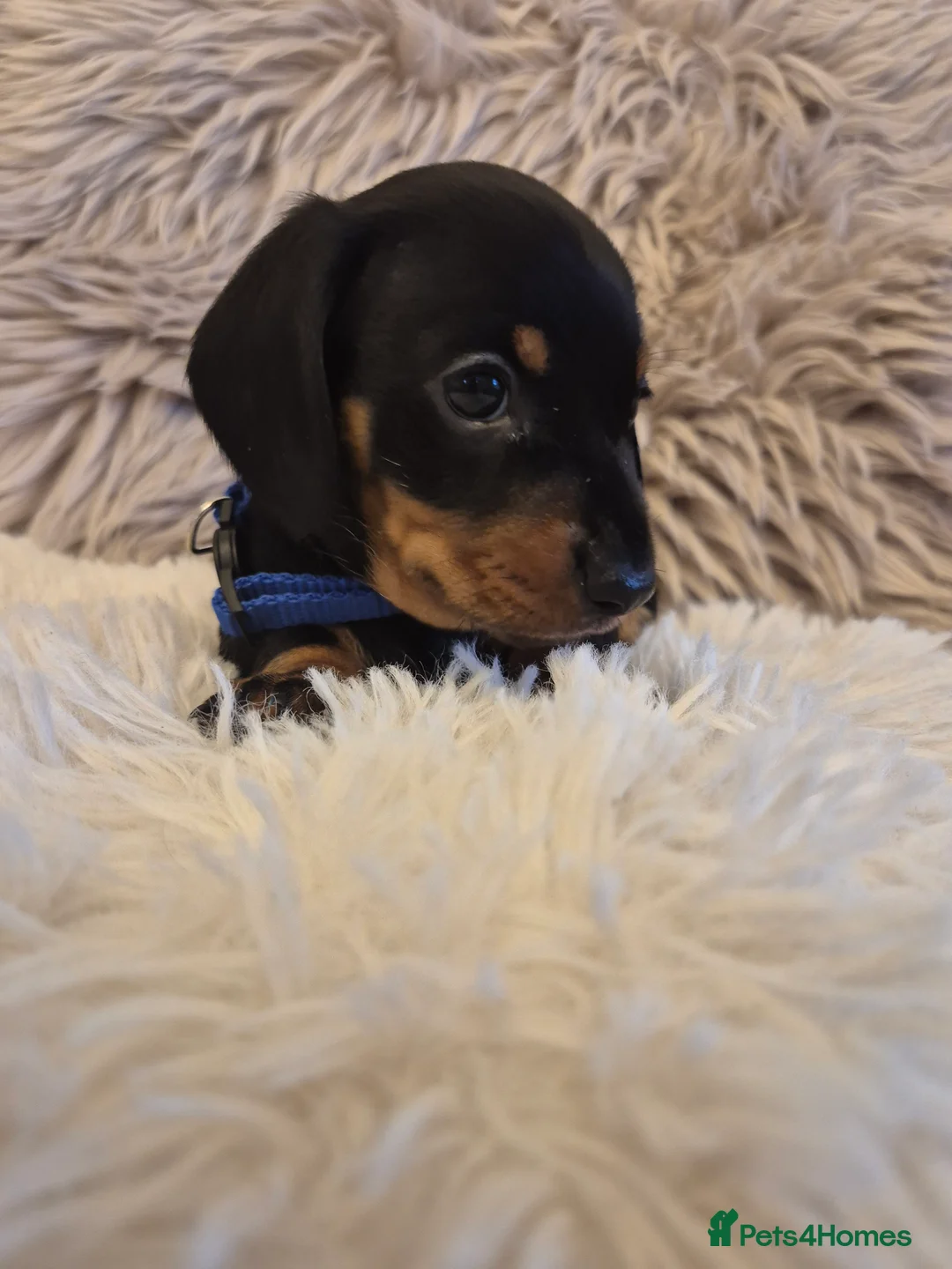 Miniature Dachshund dogs for sale: Adorable KC Pedigree Miniature Dachshund Puppies - Advert 24