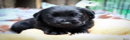 Labrador Retriever dogs for sale: Fully Health Tested/RKC Labrador Pups - Ready May - Advert 14