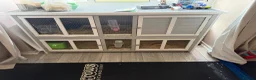 Guinea Pig rodents for sale: Female Guinea Pigs in Swindon - Advert 3