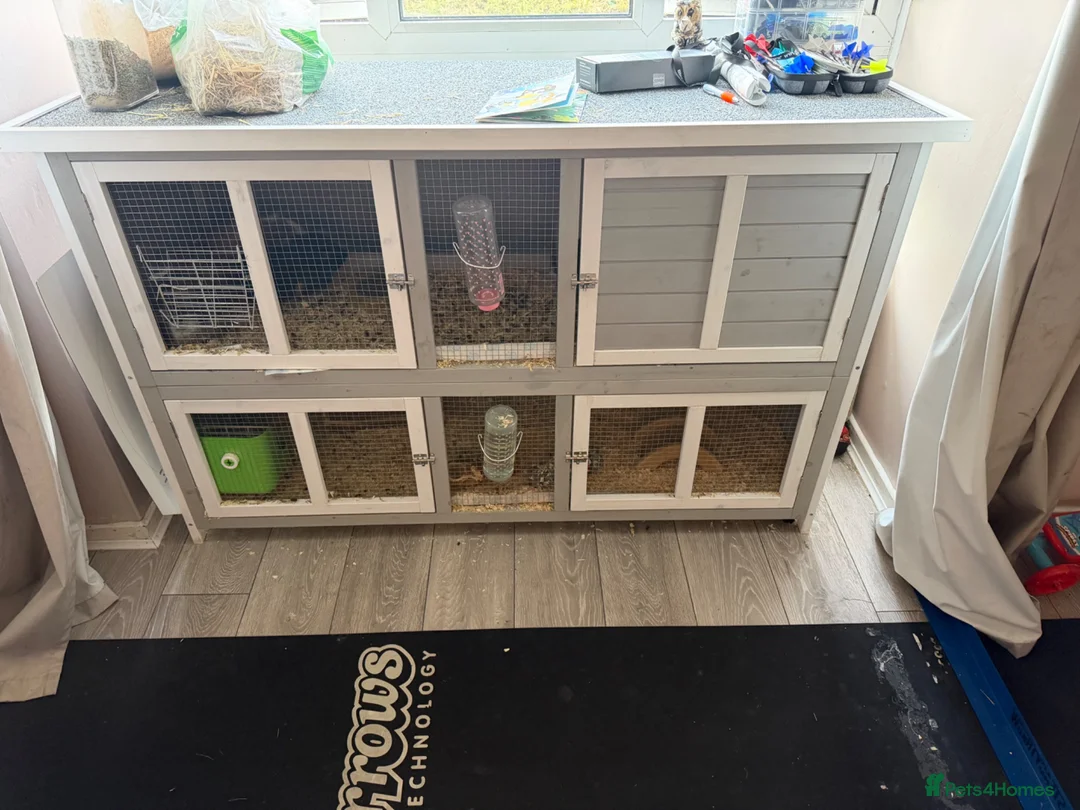 Guinea Pig rodents for sale: Female Guinea Pigs in Swindon - Advert 3