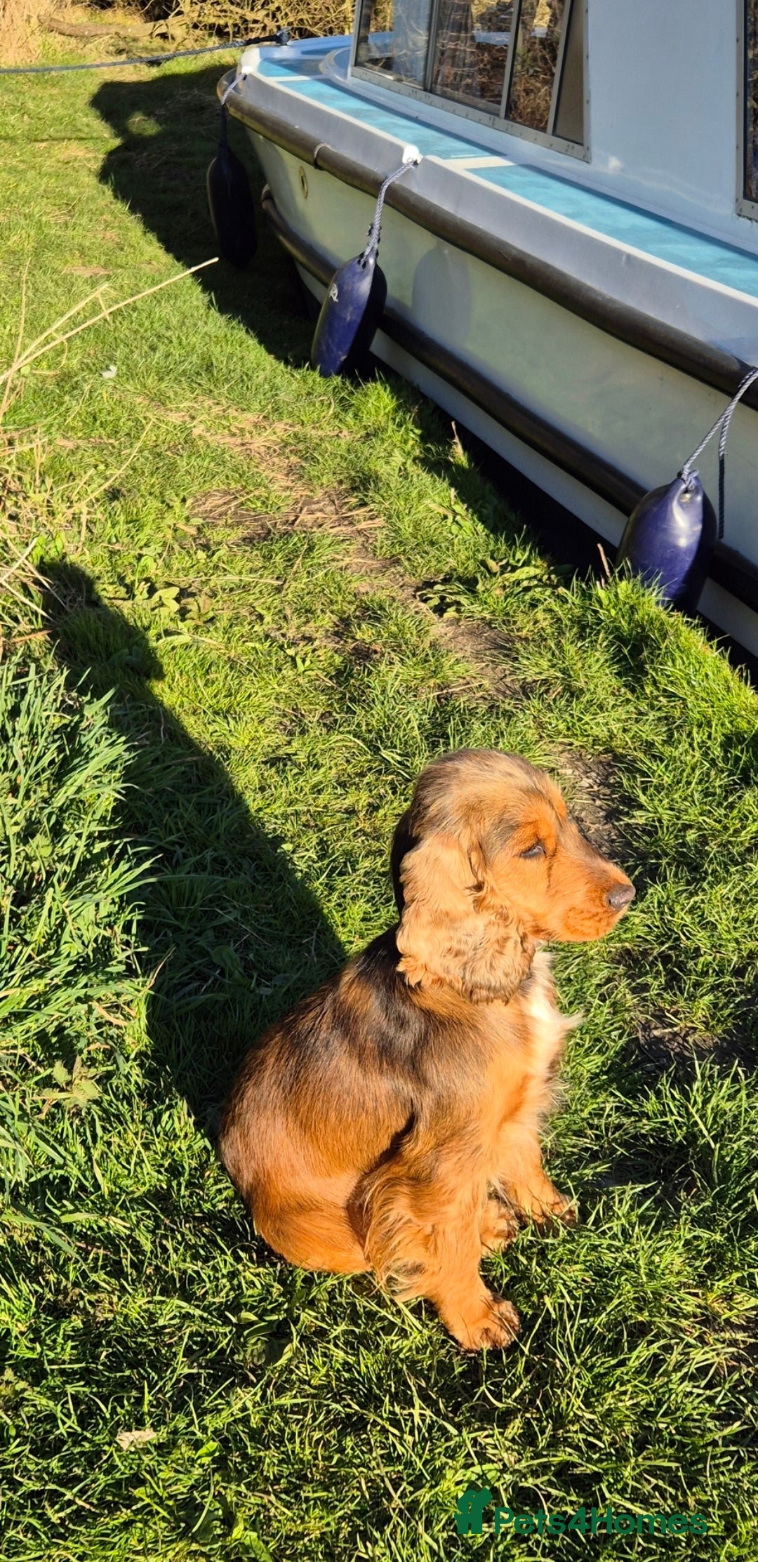 Cocker Spaniel dogs for sale: A stunning litter of show cocker spaniels  - Image 7