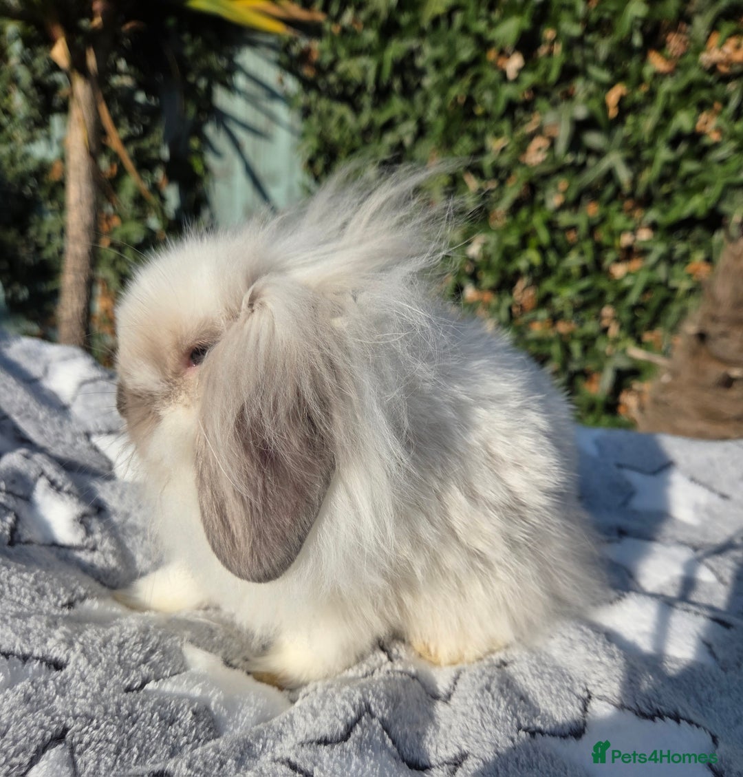 Mini Lion Lop rabbits for sale: Mini lop lops - Image 7