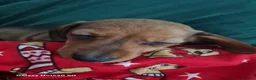 Dachshund dogs for sale: Minature daschund beautiful puppies - Advert 28