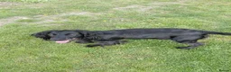 Cockerdor dogs for sale: ******Stunning cockedors****** - Advert 22