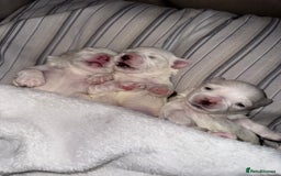 Maltese dogs for sale: 🐶 Adorable Male Maltese Puppies for Sale 🐾 - Image 13
