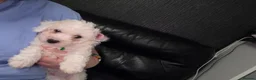 Bichon Frise dogs for sale: Male bichon frise puppies  - Advert 8