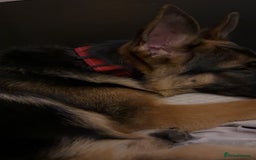 German Shepherd dogs for sale: GSD 7 Months Old - Image 2