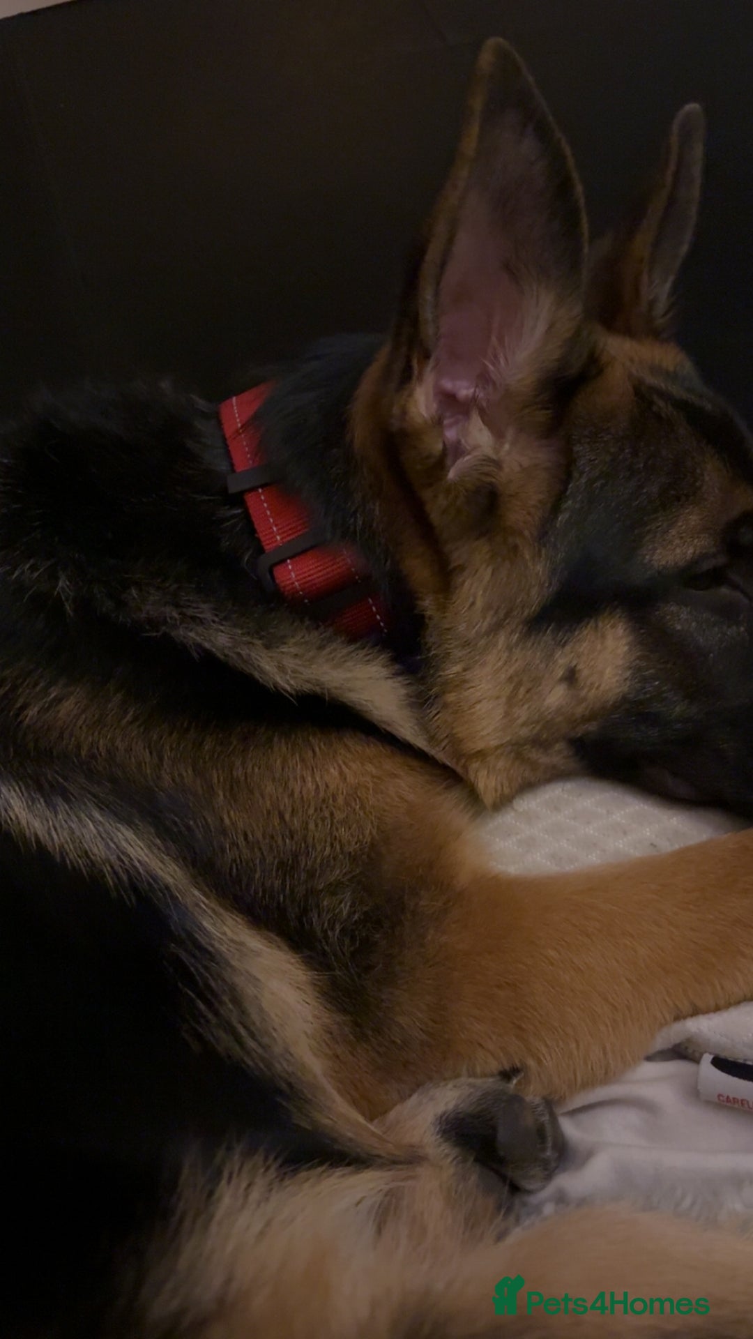 German Shepherd dogs for sale: GSD 7 Months Old - Image 2