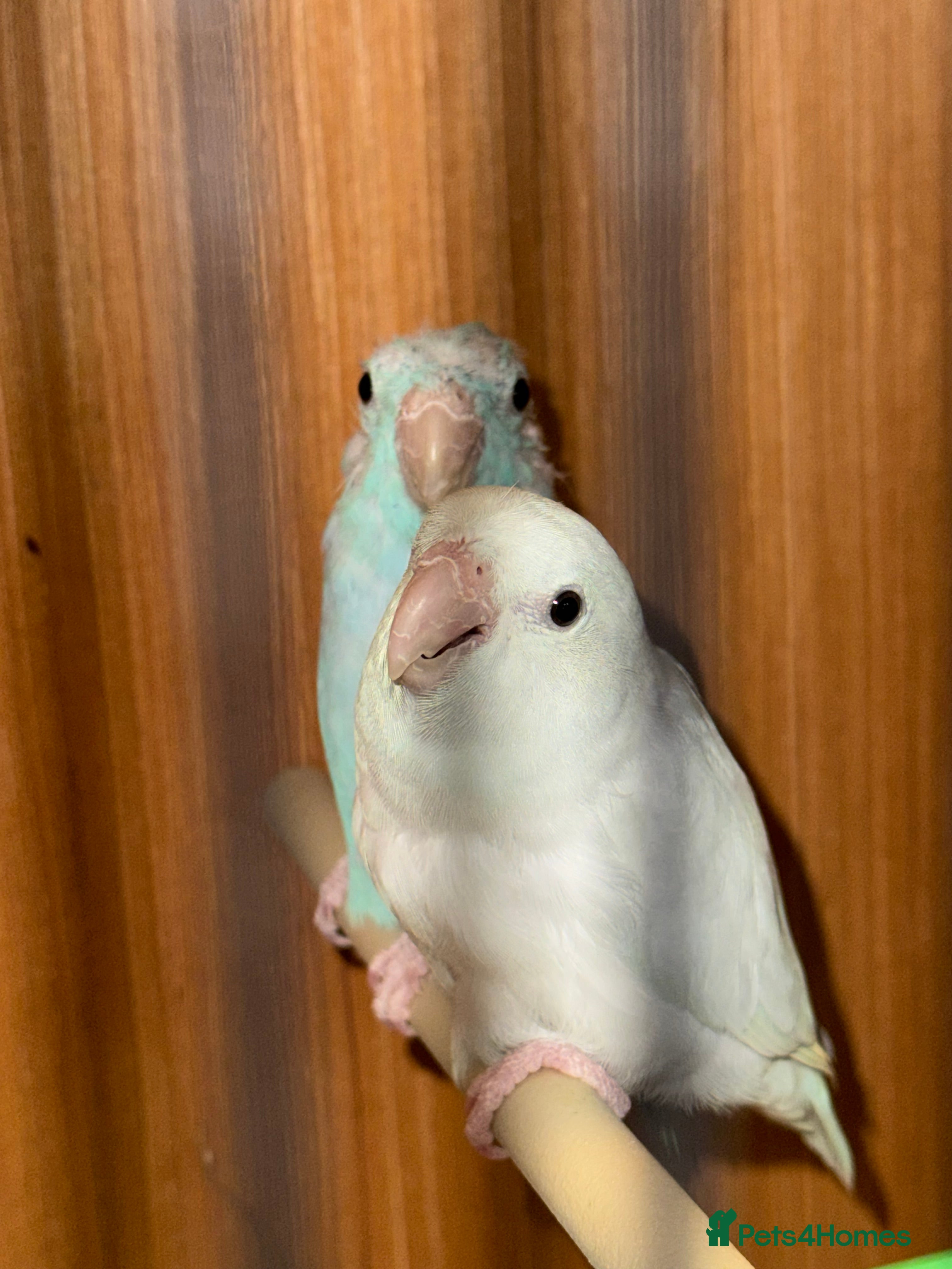 Canaries birds Canaries, budgies and love birds  - Advert 14