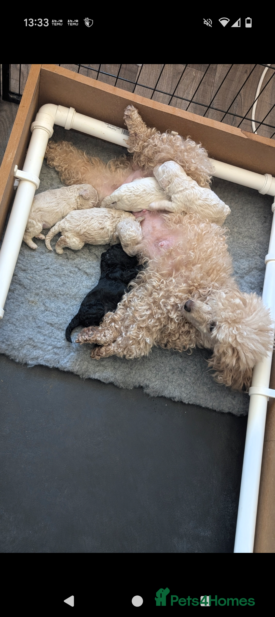 Toy Poodle dogs for sale: Toy poodles Genetic health tested  - Image 21
