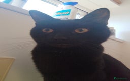 Mixed Breed cats for sale: Looking for new home - Advert 6