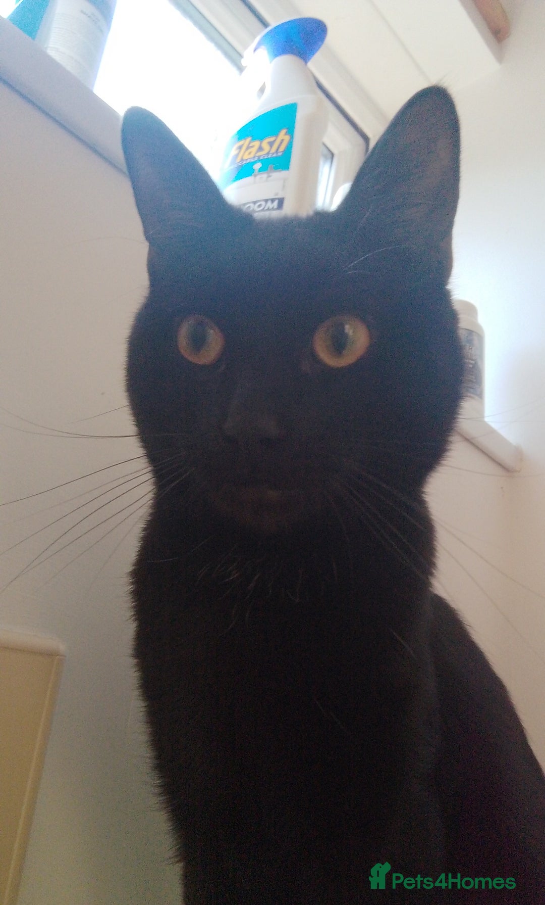 Mixed Breed cats for sale: Looking for new home - Advert 6