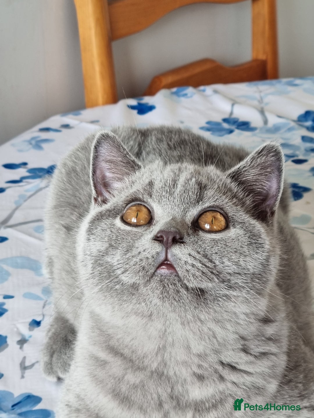British Shorthair cats for sale: Gorgeous big boy kitten  - Image 4