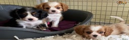 Cavalier King Charles Spaniel dogs for stud: proven fully DNA tested kc cavalier boy in Robertsbridge - Advert 3