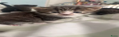 Mixed Breed Kitten 1