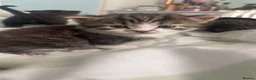 Mixed Breed cats for sale: 🐾 Adorable Male Kittens Looking for Loving Homes  - Advert 2