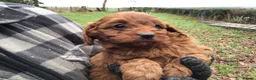 Toy Poodle dogs for stud: High health status red toy poodle. KC.reg in Carlisle - Advert 9