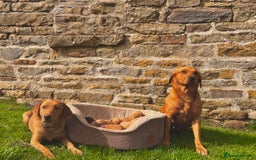 Labrador Retriever dogs for sale: Ready now!! Amazing red fox Labrador puppies  - Image 1