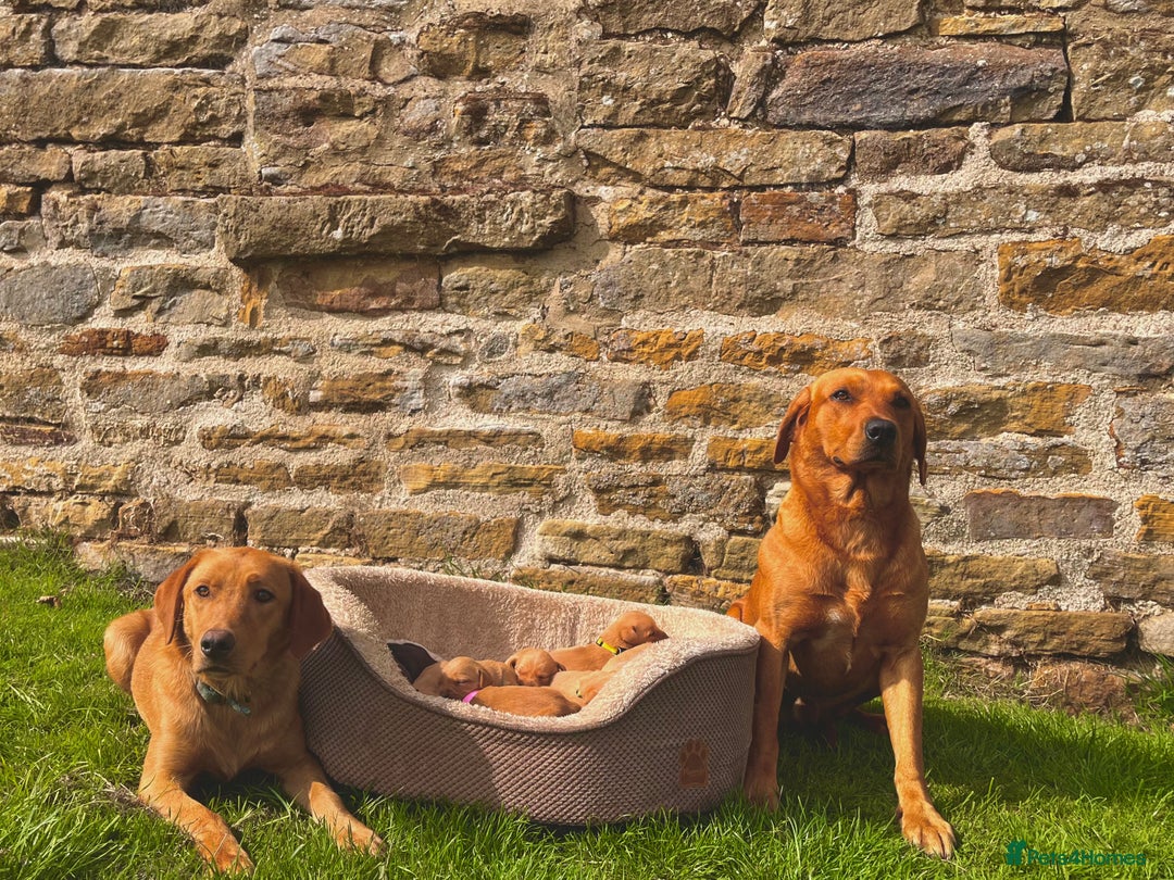 Labrador Retriever dogs for sale: Ready now!! Amazing red fox Labrador puppies  - Image 1