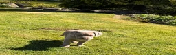 Cane Corso dogs for sale: 5 Towns Corsos Spring litter  - Advert 16