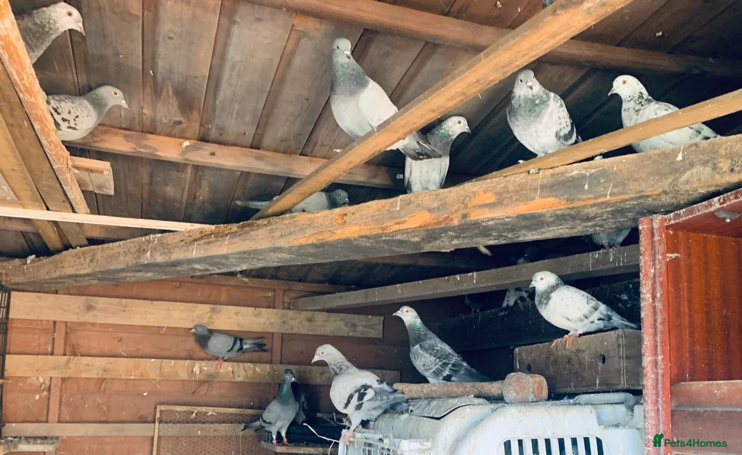 Pigeons birds for sale: RACING PIGEONS - Advert 1