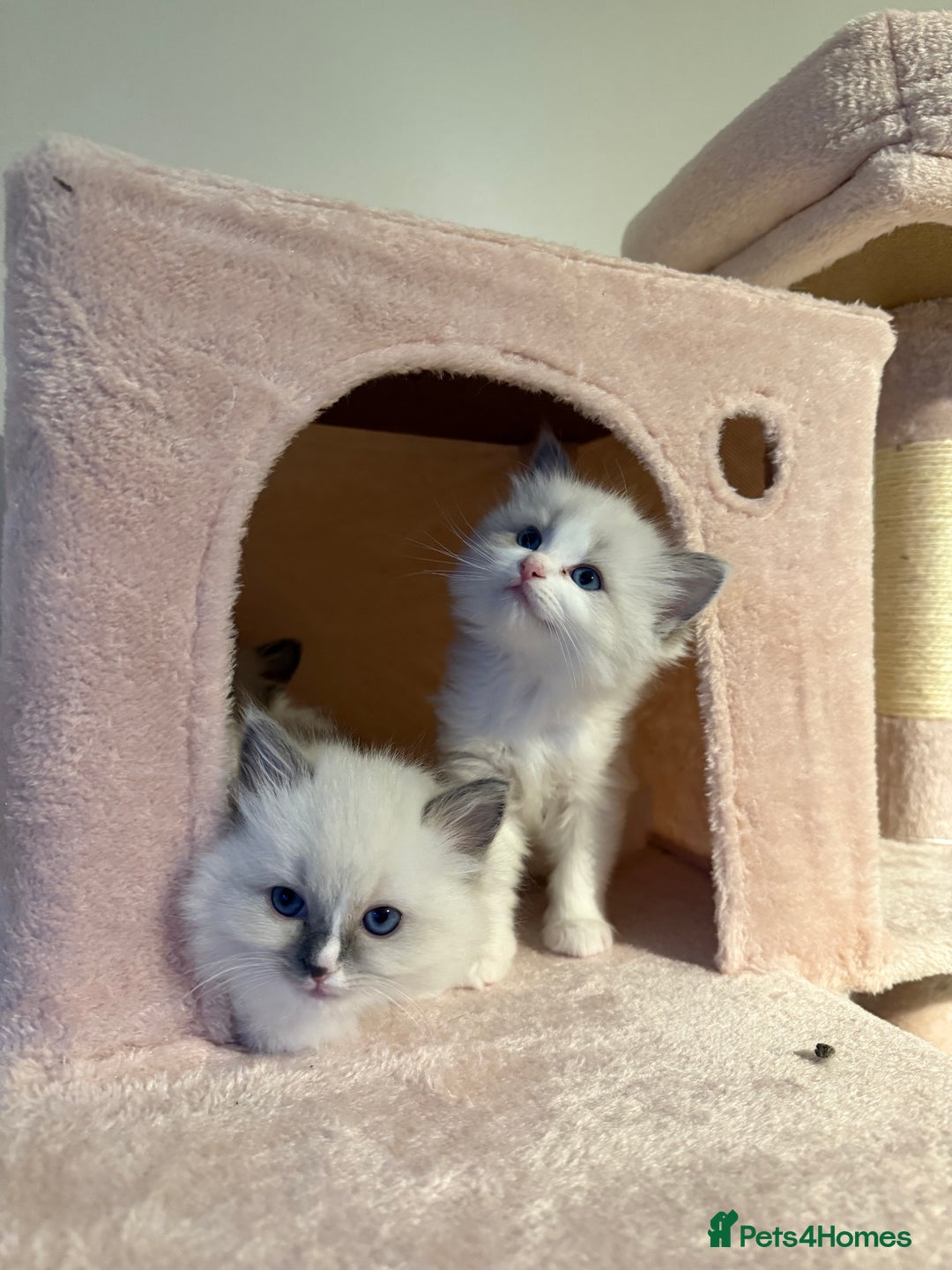 Ragdoll cats for sale: Purebred Ragdolls – Ready to Reserve Now 🍼 - Advert 9