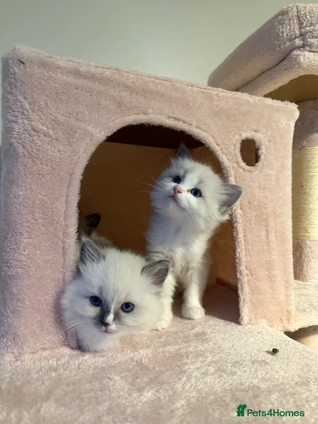 Ragdoll cats for sale: European Purebred Female Ragdoll 🩷 - Advert 10