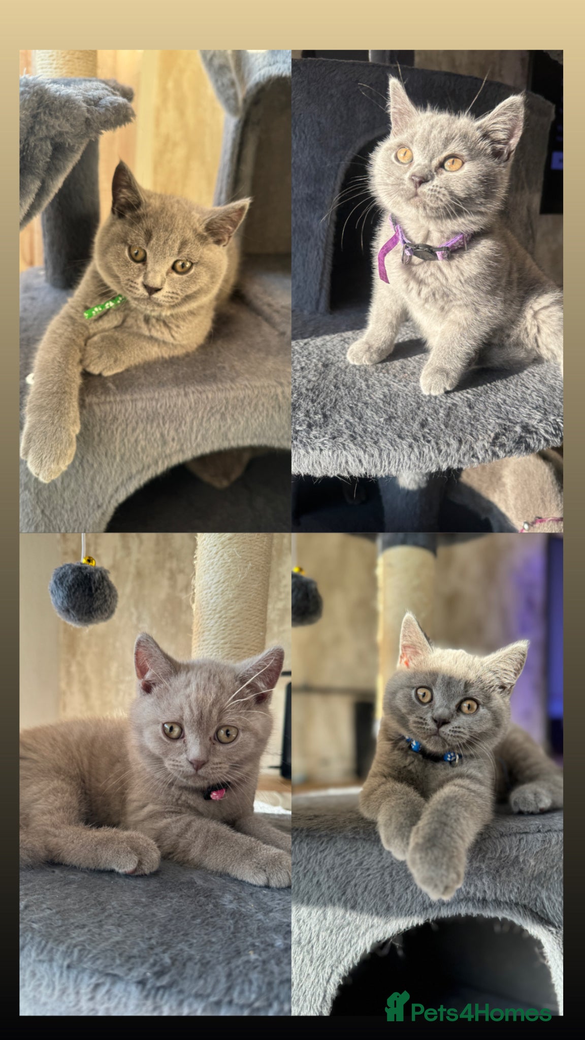 British Shorthair cats for sale: Beautiful British shorthair kittens  - Advert 2