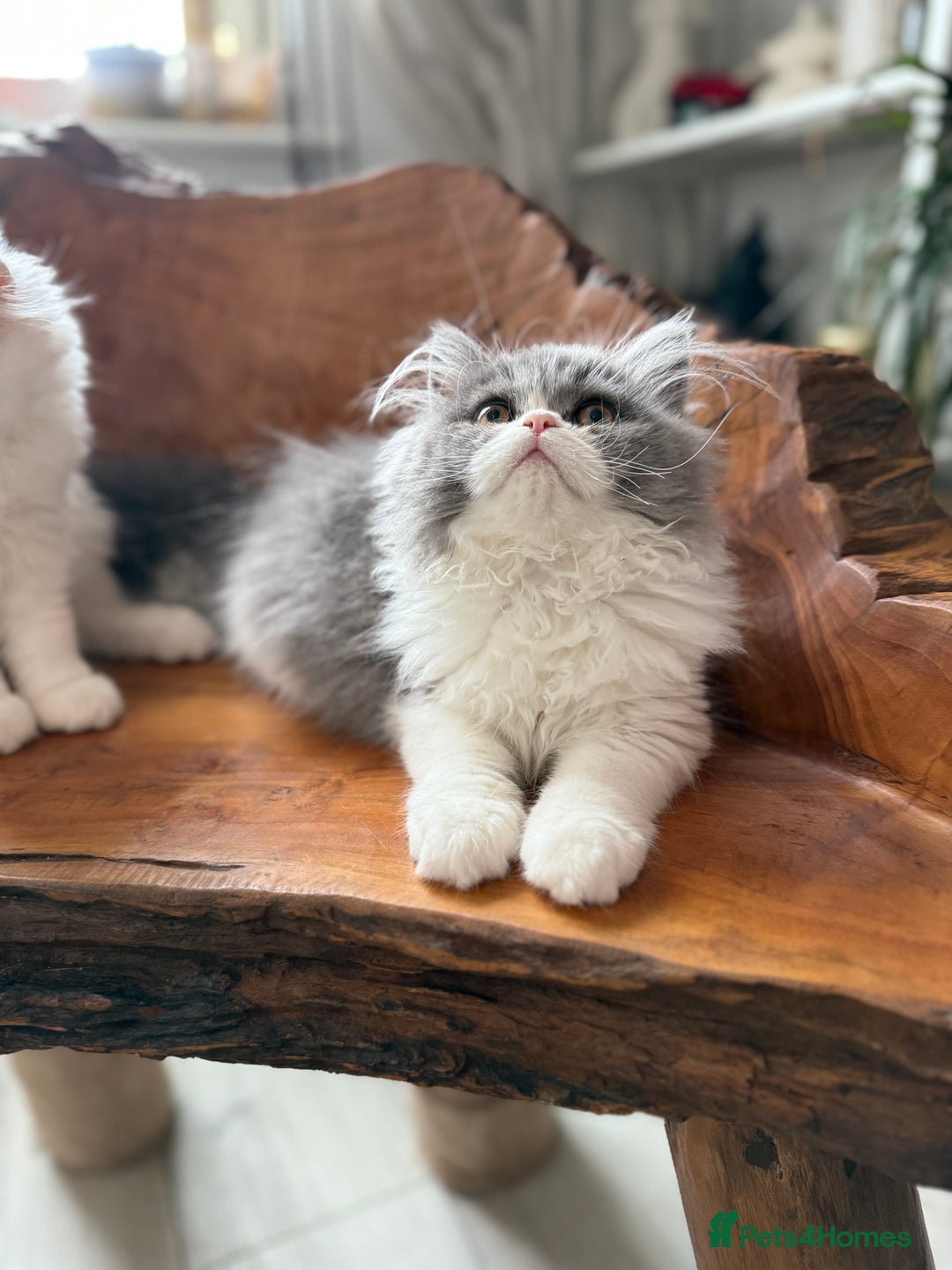 Persian cats for sale: Pure pedigree Persian kittens in London Chelsea  in London - Image 16