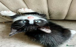 Mixed Breed cats for sale: 3 cute black and white kitten  - Image 5