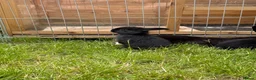 Mixed Breed rabbits for sale: Bunnies for sale  in Wadhurst - Advert 11