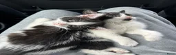 Domestic Shorthair cats for sale: 🐾Fluffy black and white kittens🐾 - Advert 8