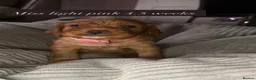 Cocker Spaniel dogs for sale: top class red cockers ready to leave now  - Advert 33