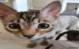 Bengal cats for sale: 2 stunning unique snow bengal kittens left  - Image 20