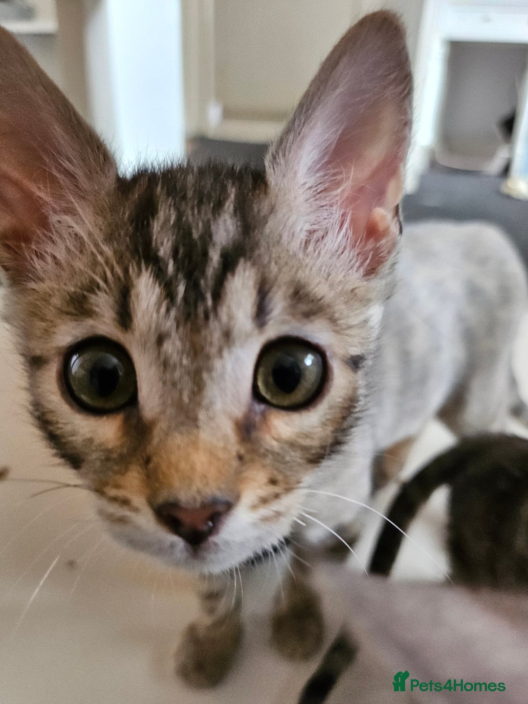 Bengal cats for sale: 2 stunning unique snow bengal kittens left  - Image 20