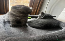Scottish Fold cats for sale: Scottish fold - Image 14