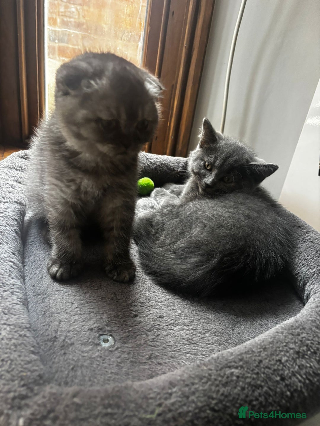 Scottish Fold cats for sale: Scottish fold - Image 14