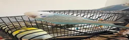 Budgerigars birds for sale: Beautiful baby budgies - Advert 6