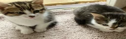 Mixed Breed cats for sale: Mixed breed kittens in Andover - Advert 5