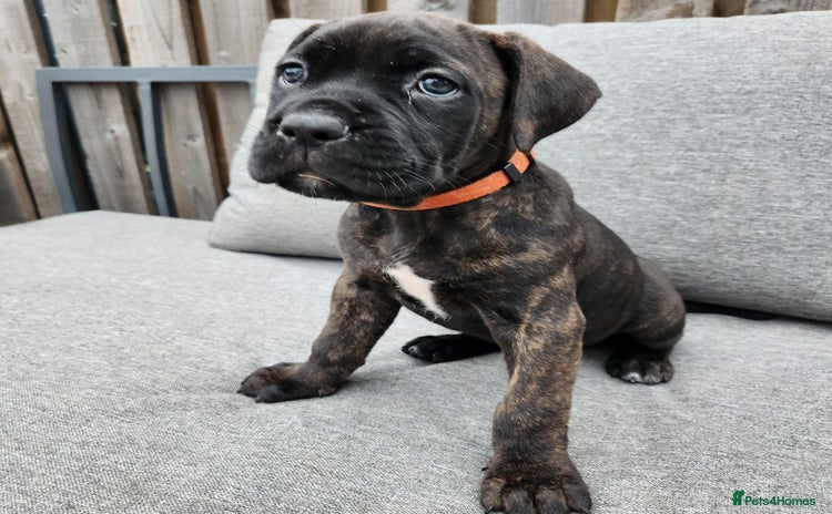 Cane Corso dogs - Advert 1