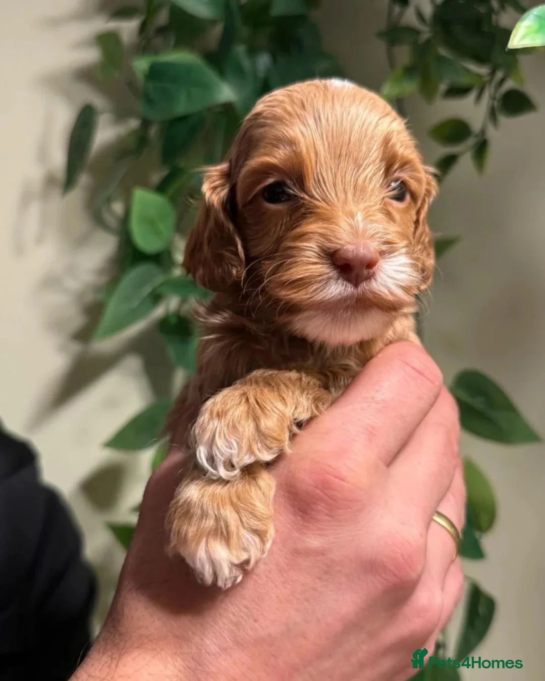 Cockapoo dogs for sale:  Litter of three beautiful Cockapoo puppies  - Advert 9