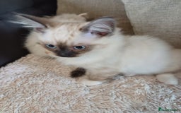 Ragdoll cats for sale: Gorgeous ragdoll boy - Image 2