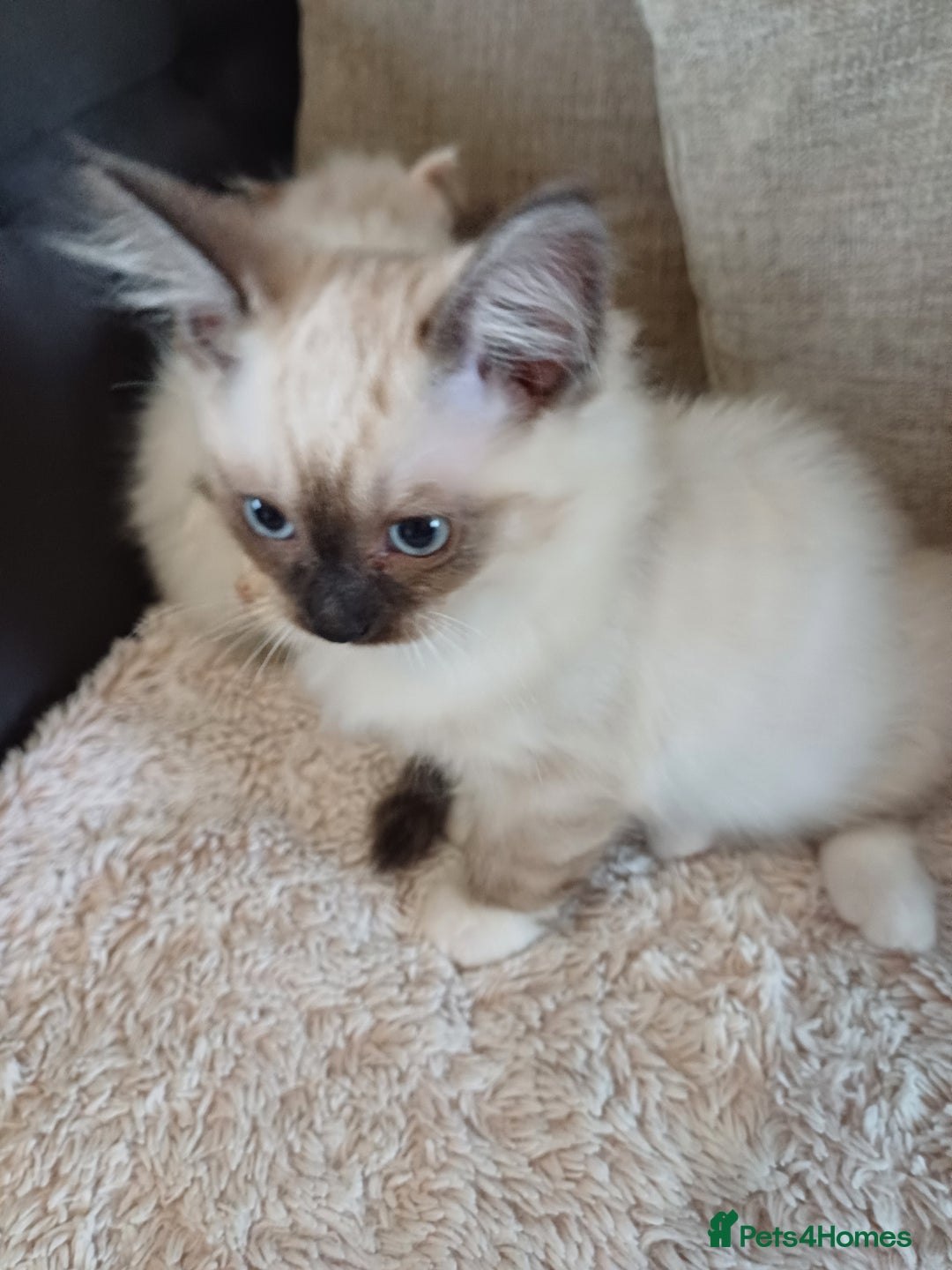 Ragdoll cats for sale: Gorgeous ragdoll boy - Image 2
