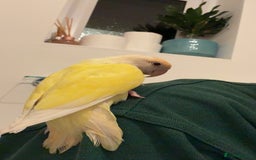 Lovebirds birds for sale: Lovebird - Image 2